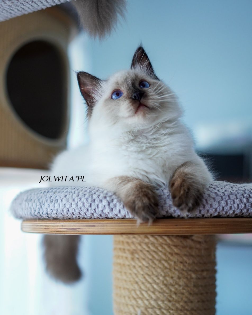 Kotka ragdoll,świetna dziewczynka