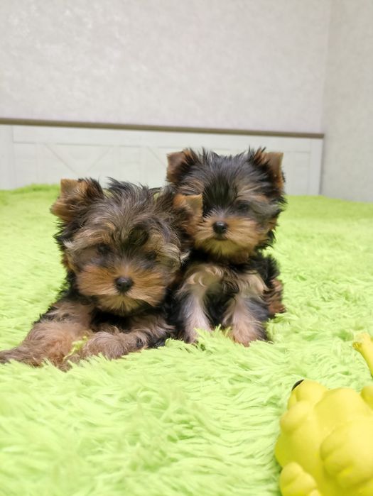 Йоркширські тер'єри з родоводом