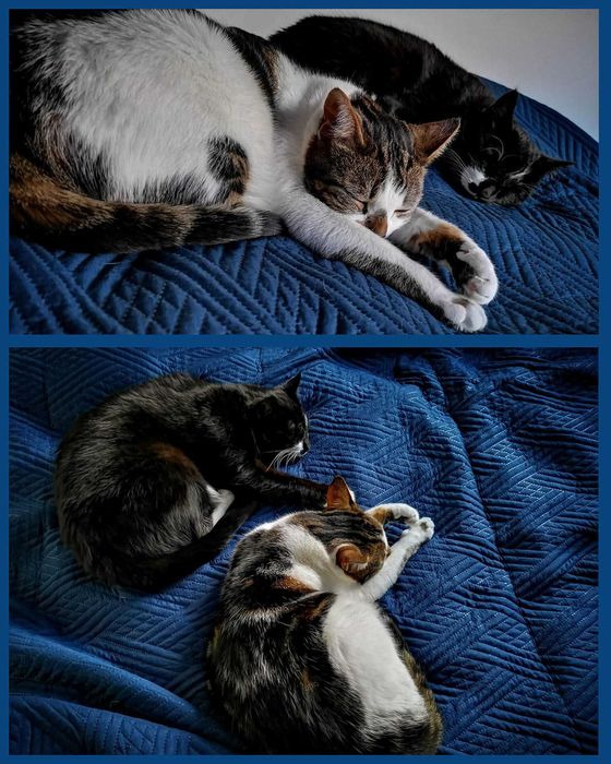 kotki do adopcji bezpośrednio od właściciela