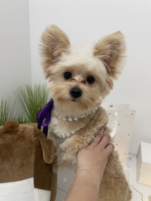 Помапу — Це не просто цуценята  це любов у формі собаки