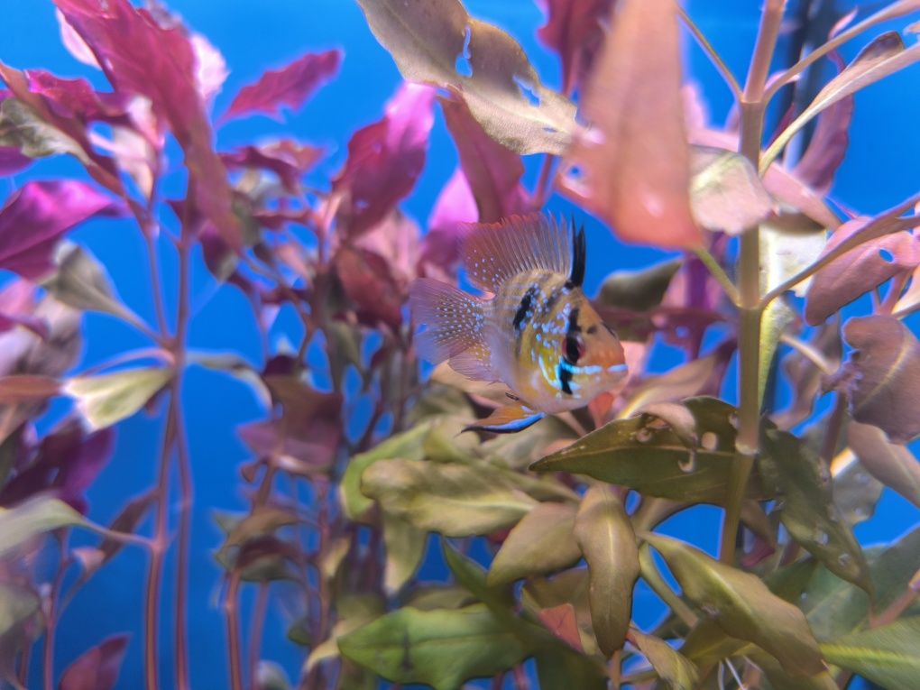Ramirezi Balão (Mikrogeophagus Ramirezi)