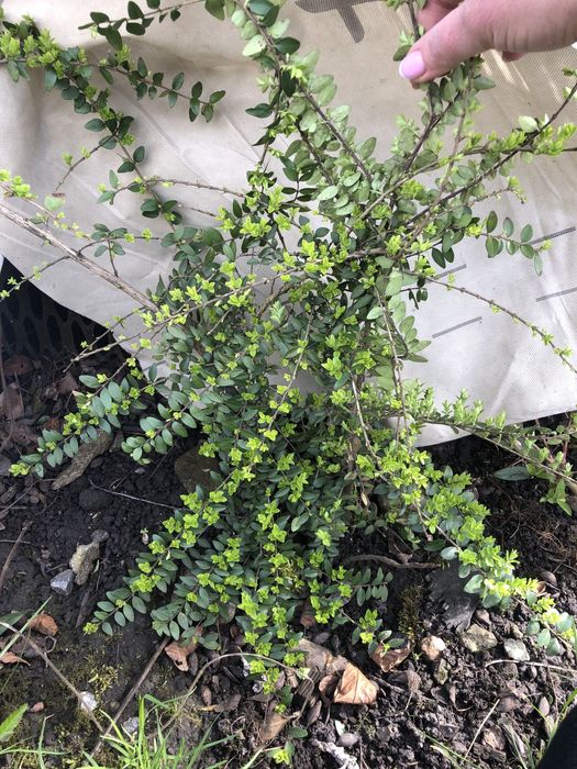 Вічно зелений кущик, жимолость шапочна та цибулини жовтого нарцизу