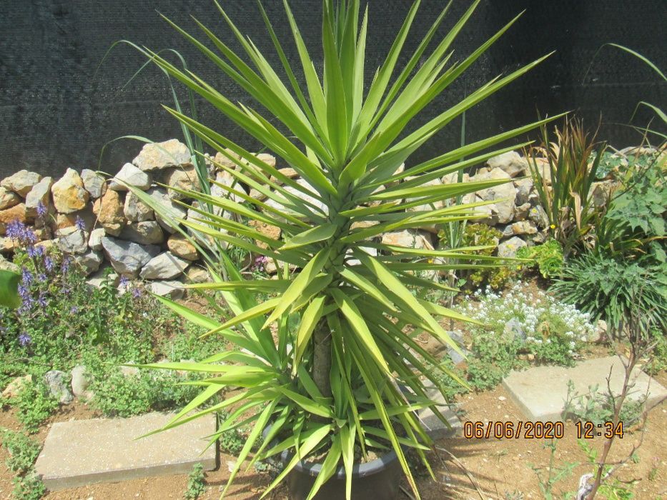 Yuca planta de interior ou exterior