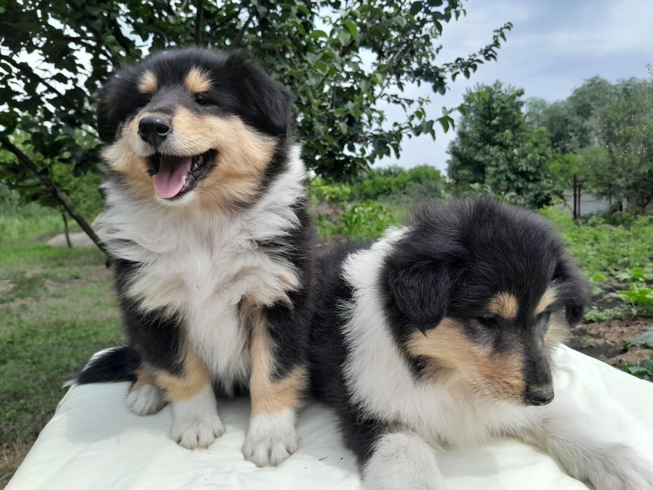 Колли АКУ девочка