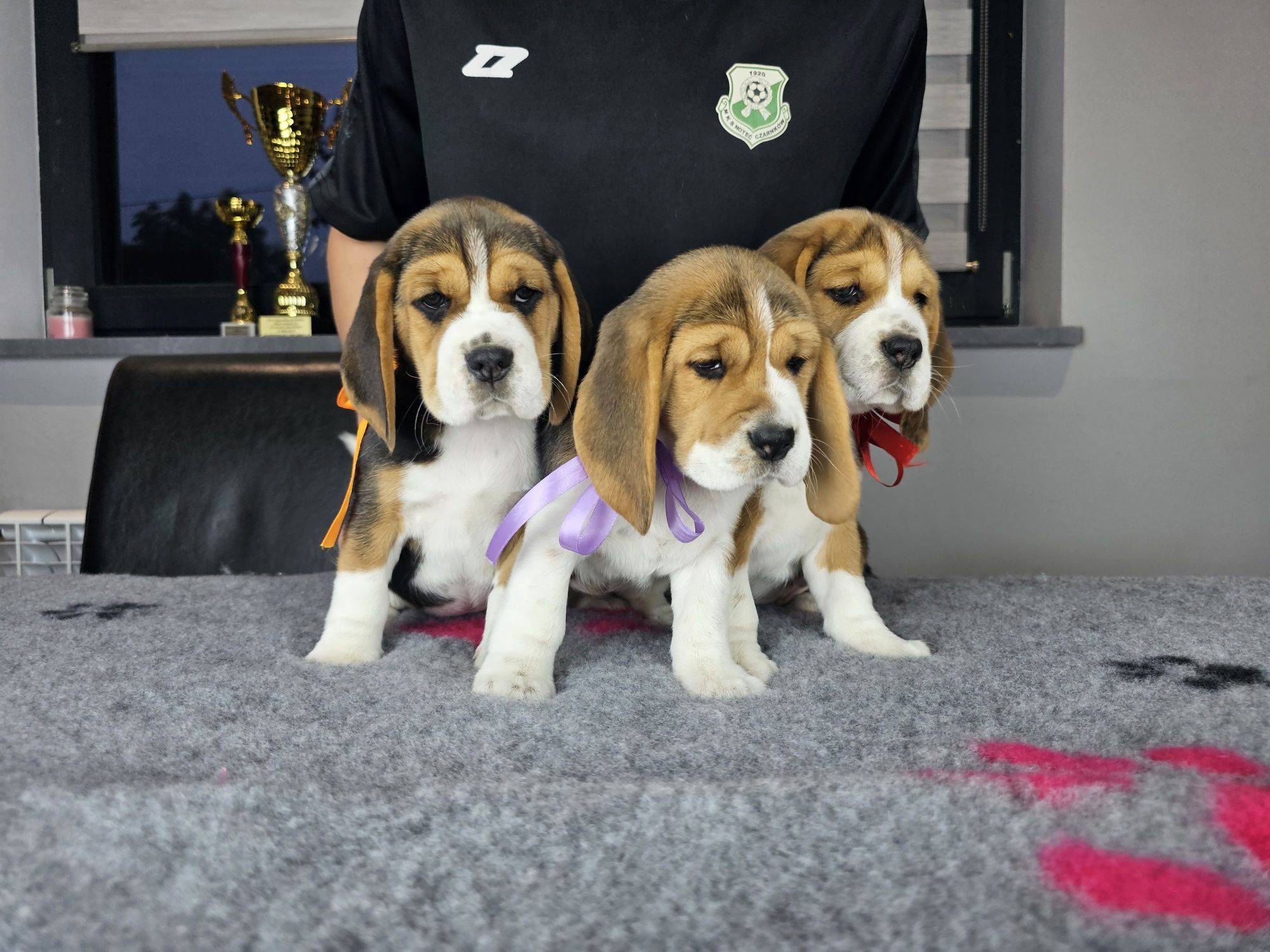 Beagle ZKWP FCI doskonały rodowód szczenię