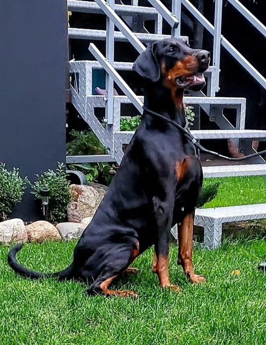 Doberman europejski - Neverland Ranch Kennel
