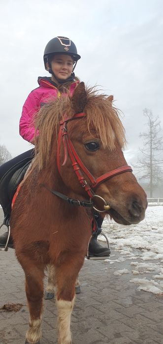 Klacz kucyk dla dzieci srokata