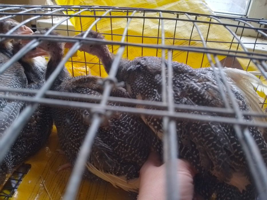 В наявності є Цесарята 2 місяців та 2,5 місяців.