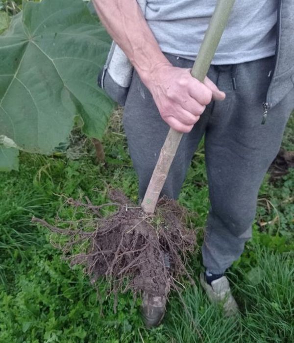Павловнія Шан Тонг, Пао Тонг, Войлочна, корінь, коріння павловнії
