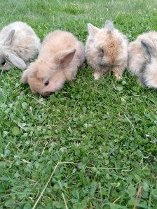 Królik króliki - miniaturka miniaturki - Teddy i Inne