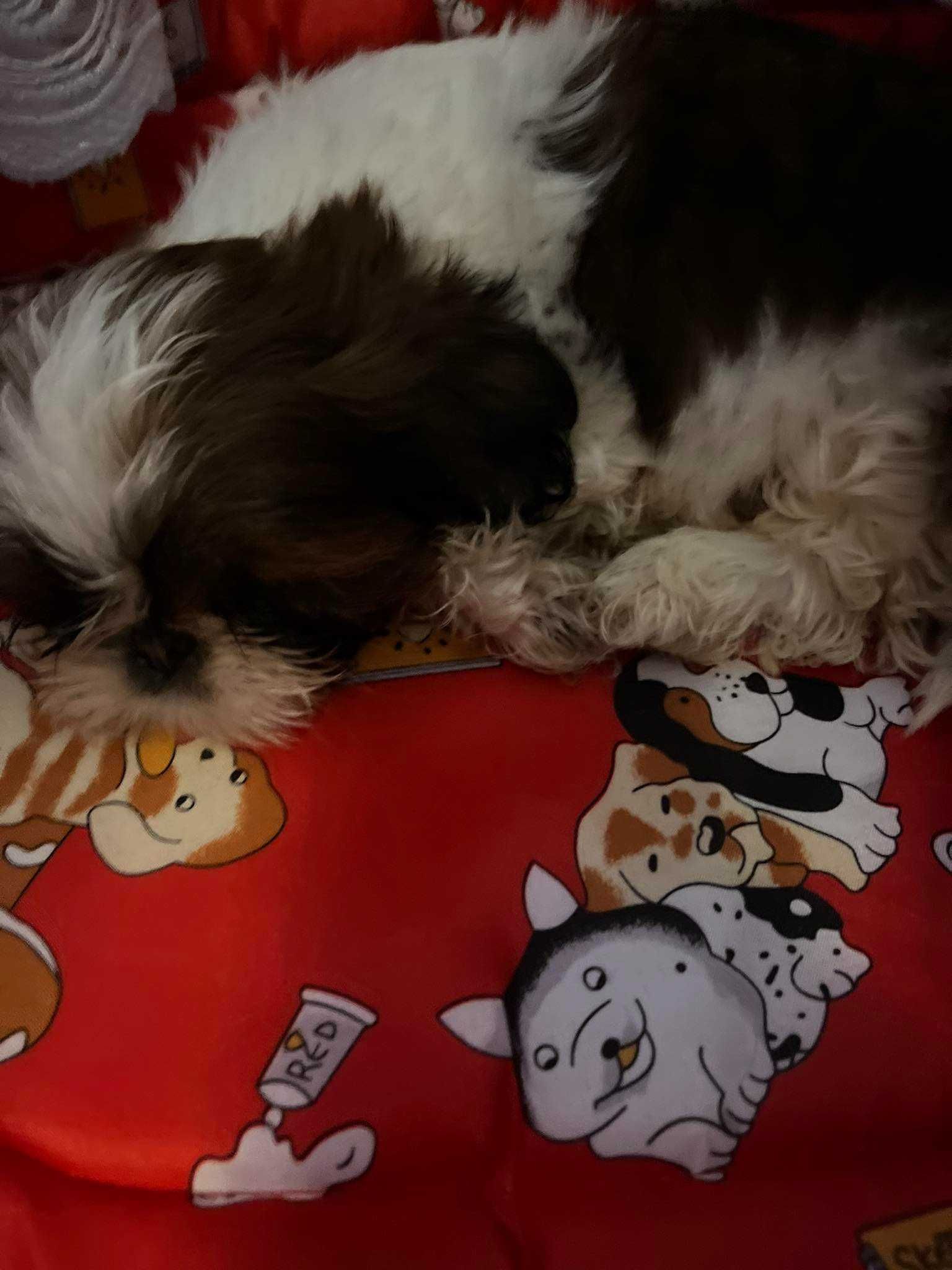 Zaginął piesek rasy Shih Tzu Tri Color Suczka