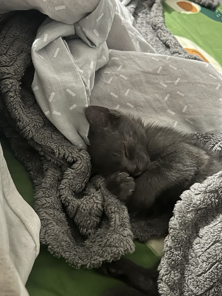 Кошеня, кіт, кішка