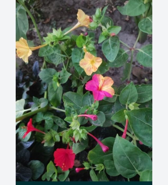 Mix nasion dziwaczka 200 szt