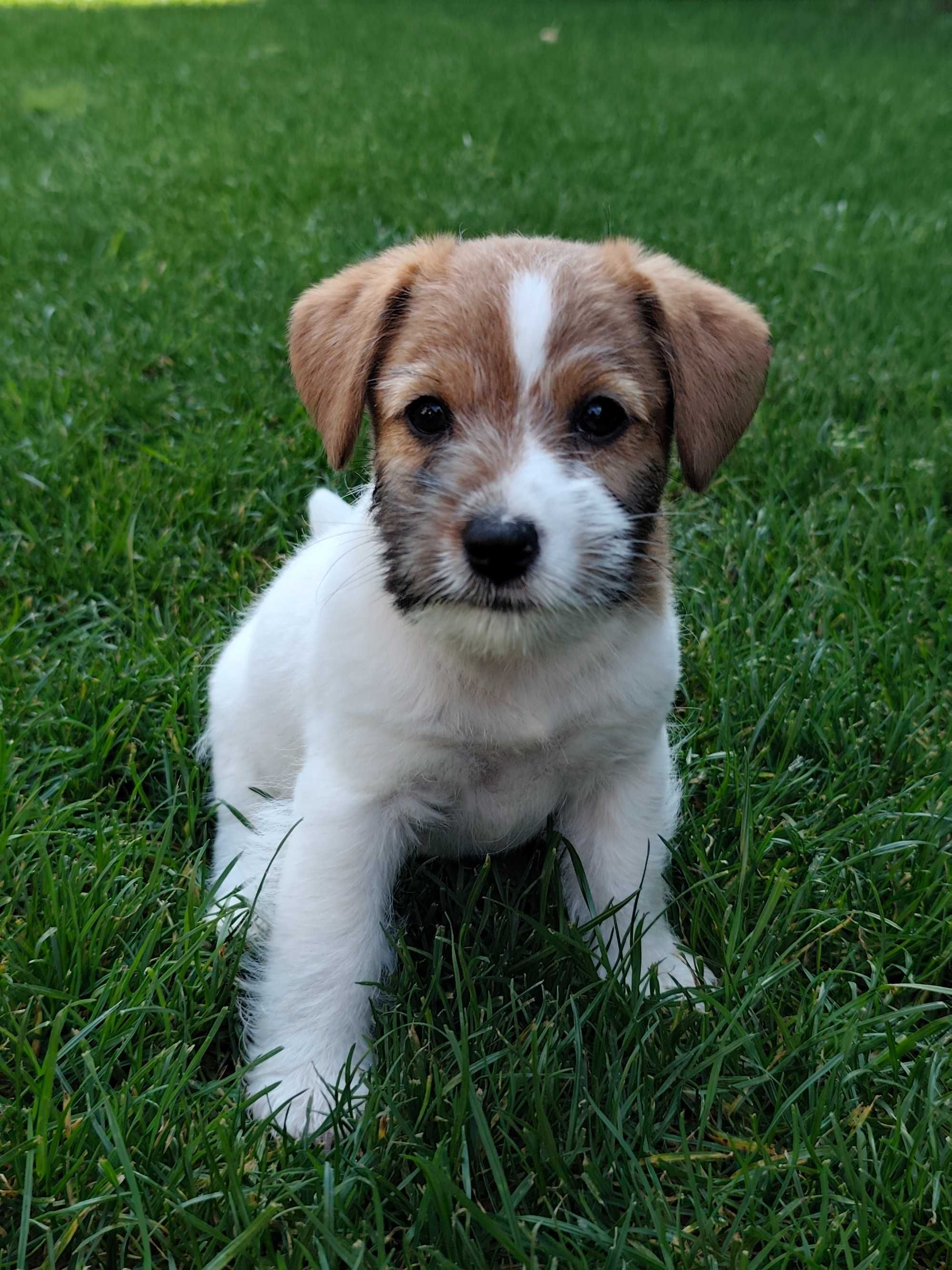 Jack Russell Terrier FCI ZKwP