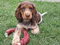 Polski spaniel myśliwski