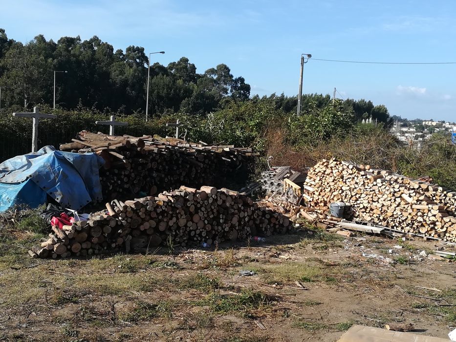 Lenha, carvalho, ocalipto, astraria e etc