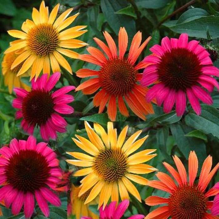 jeżówka purpurowa sadzonki 100 sztuk miododajna 10 cm wysyłka