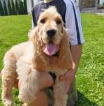 Cocer Spaniel Złoty szczeniak