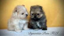 Szpic miniaturowy pomeranian FCI