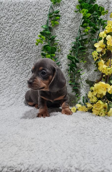 Estupendo Teckel Blue de Qualidade