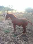 Poldra lasa 26 meses
