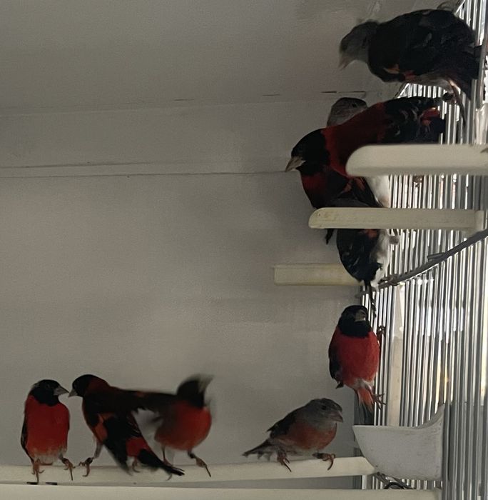 Canarios para vender a partir do valor no anuncio( avi-maia)