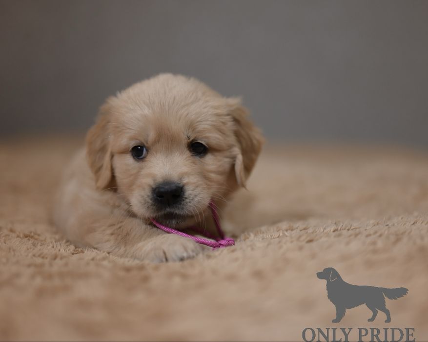 Дівчинка золотистого ретривера