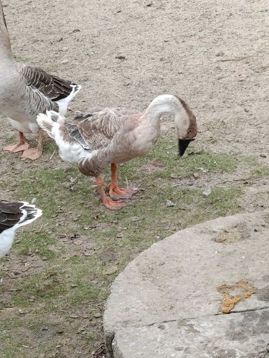 Gęsi kubańskie /garbanosa