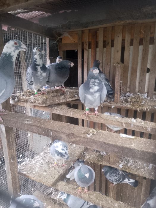 Gołębie staropolskie