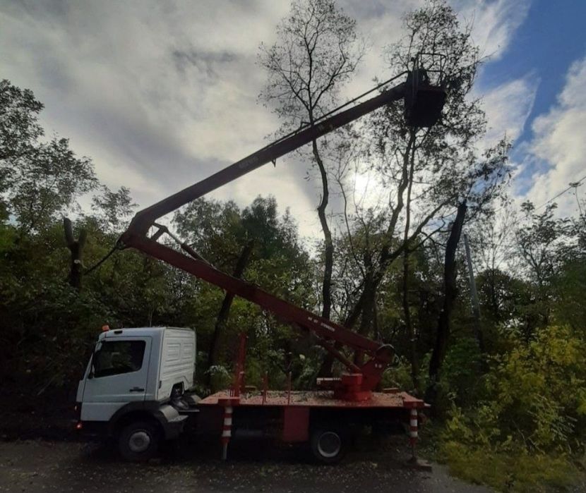 Wycinka drzew Zwyżka