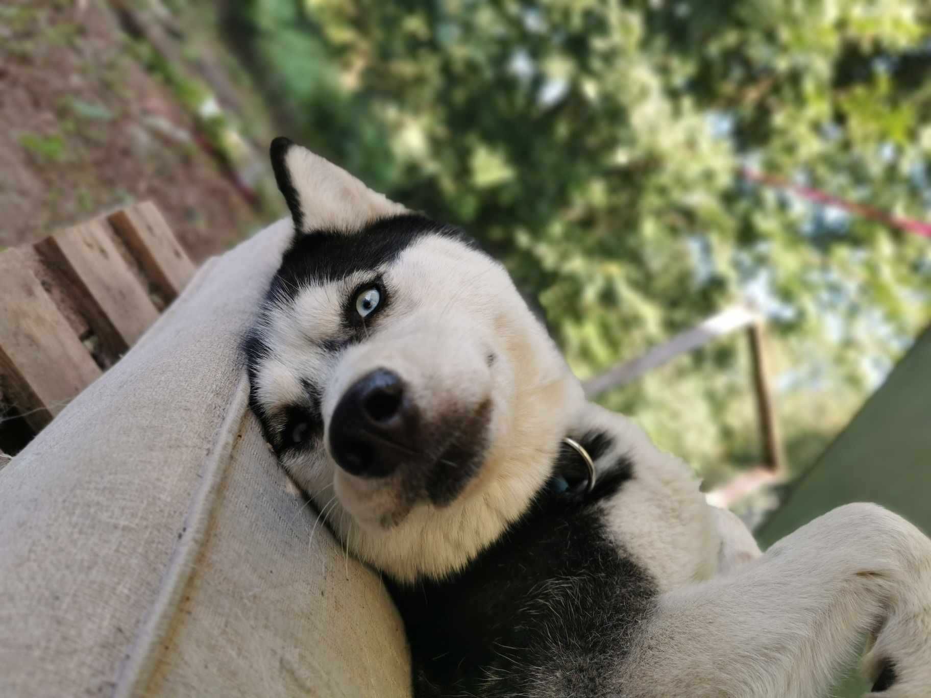 Piękna, młoda, aktywna Husky Inaretta szuka równie aktywnego  opiekuna