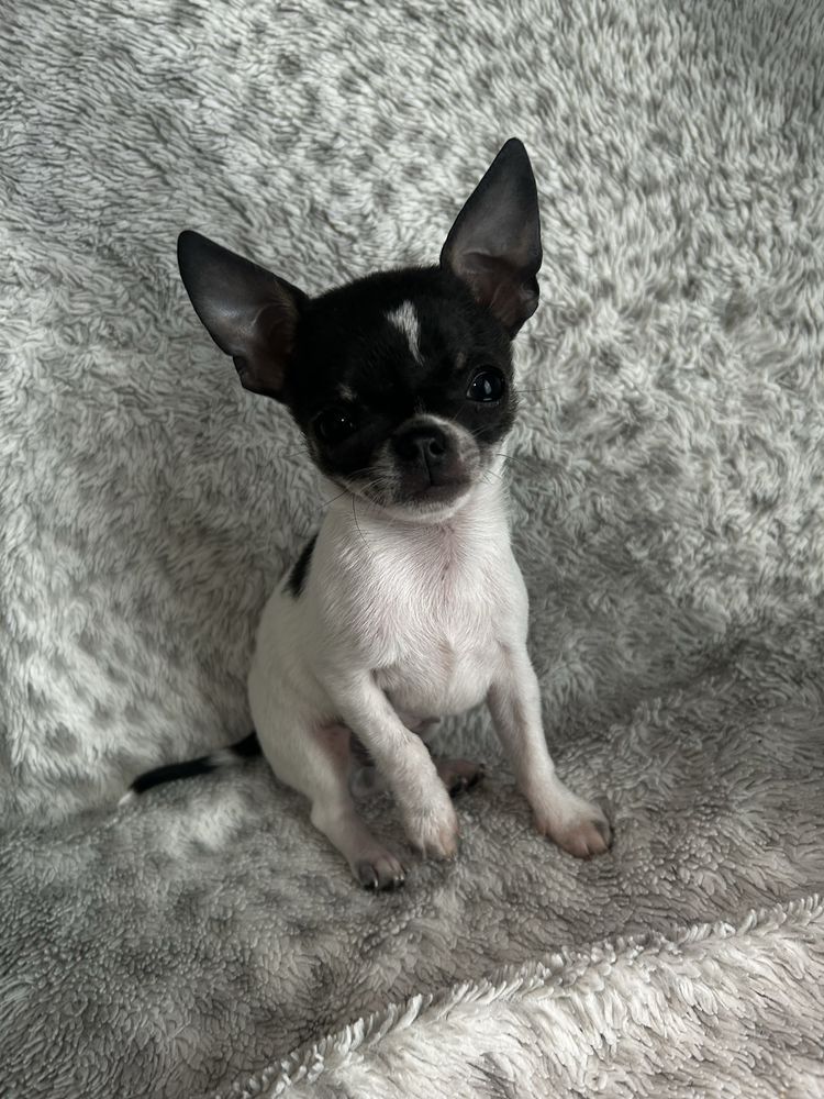 Chihuahua mini piesek niebiesko-biały