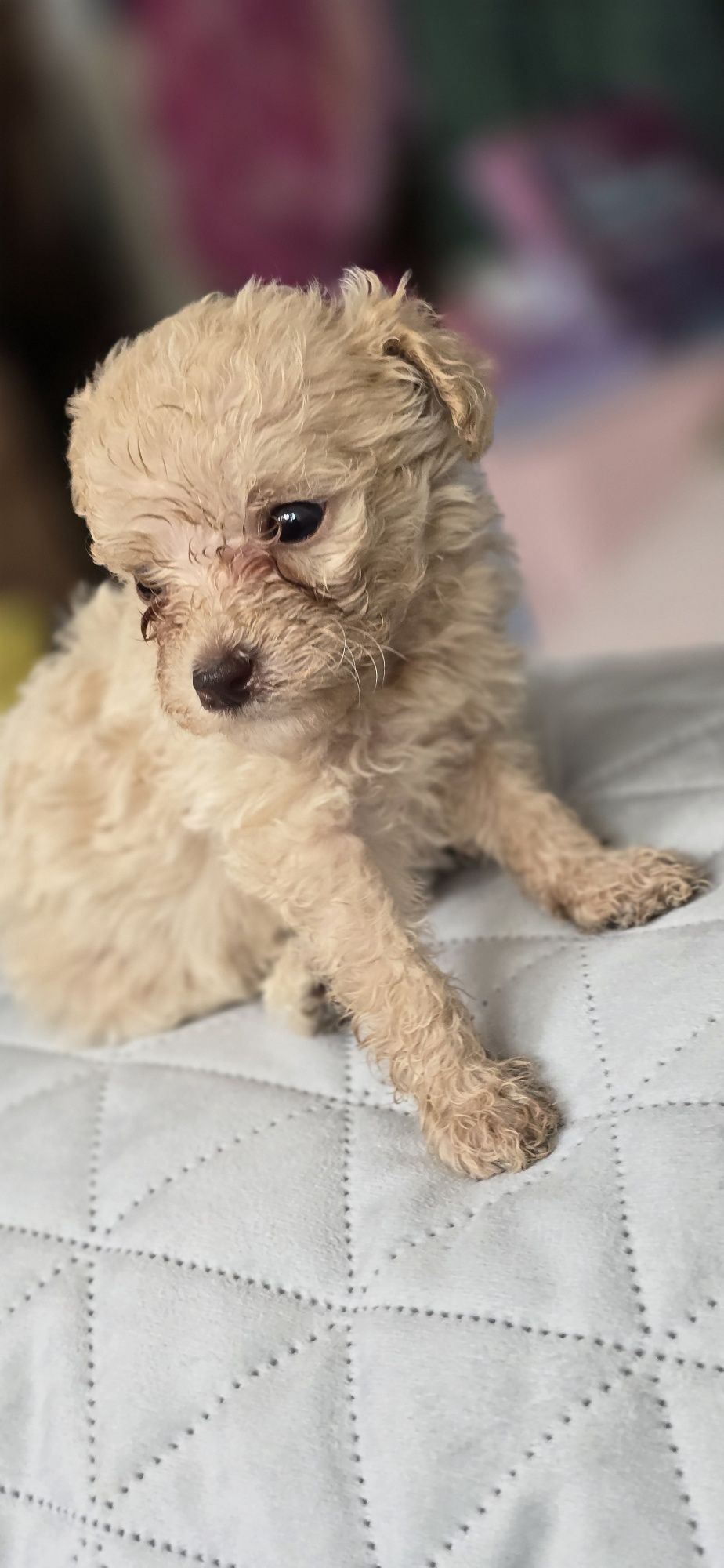 Malutki Maltipoo