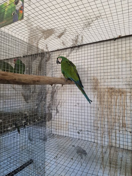 Araras severas adultas