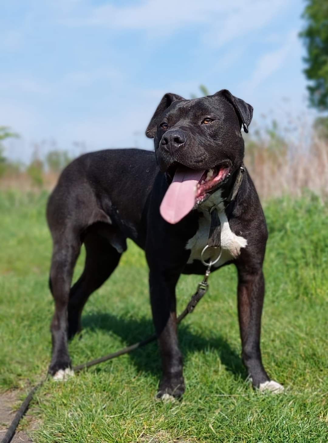 Ramen mix amstaff/pitbull