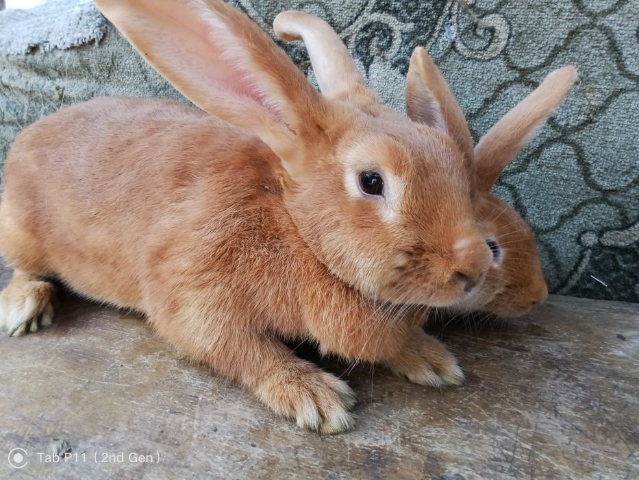 Бургундці самички
