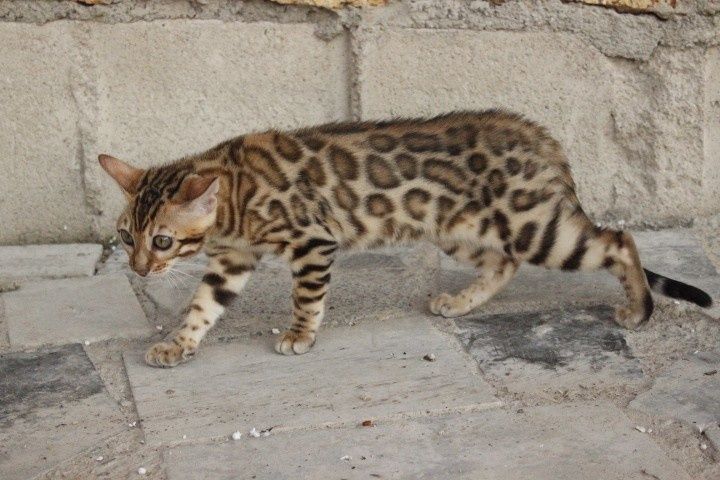 В'язка котика бенгальського