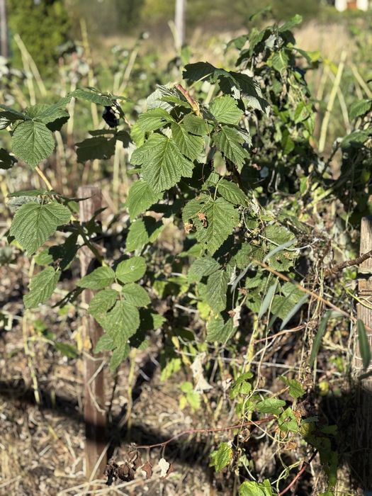 Maliny letnie - sadzonki z gruntu