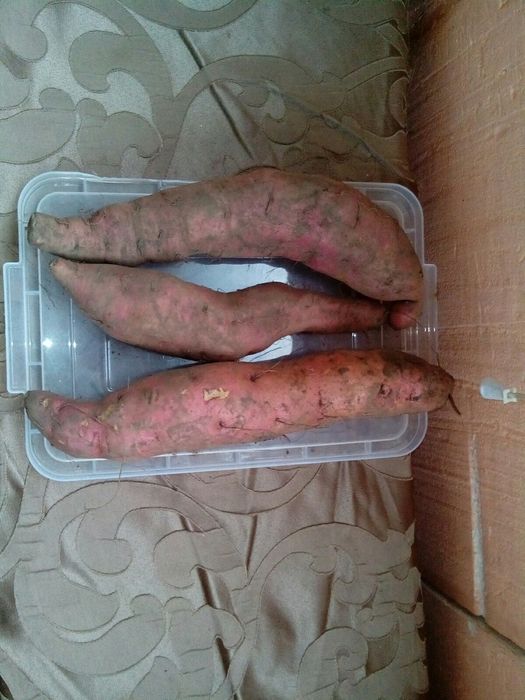 Продам батат (солодка картопля)