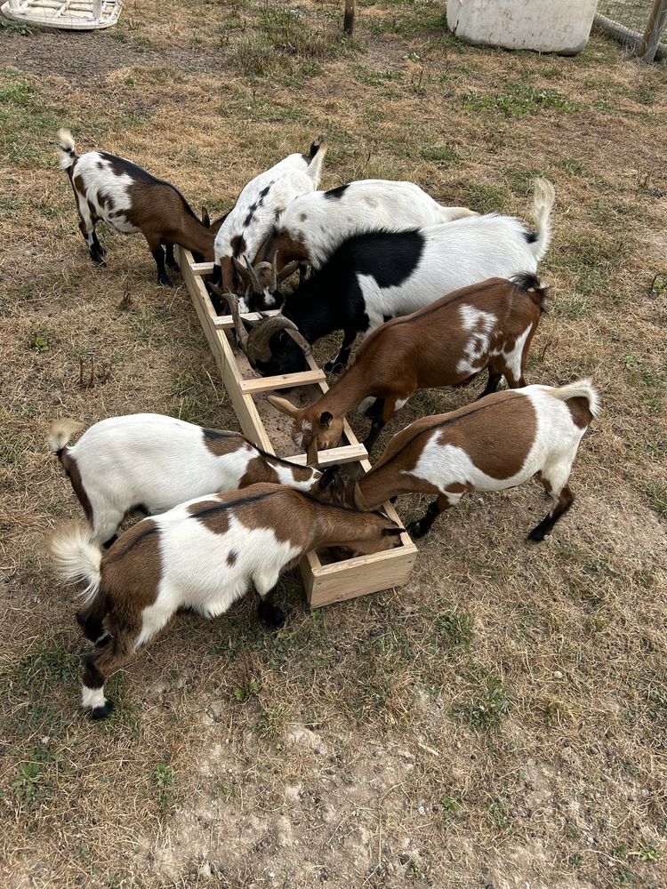Vendo Cabras anãs