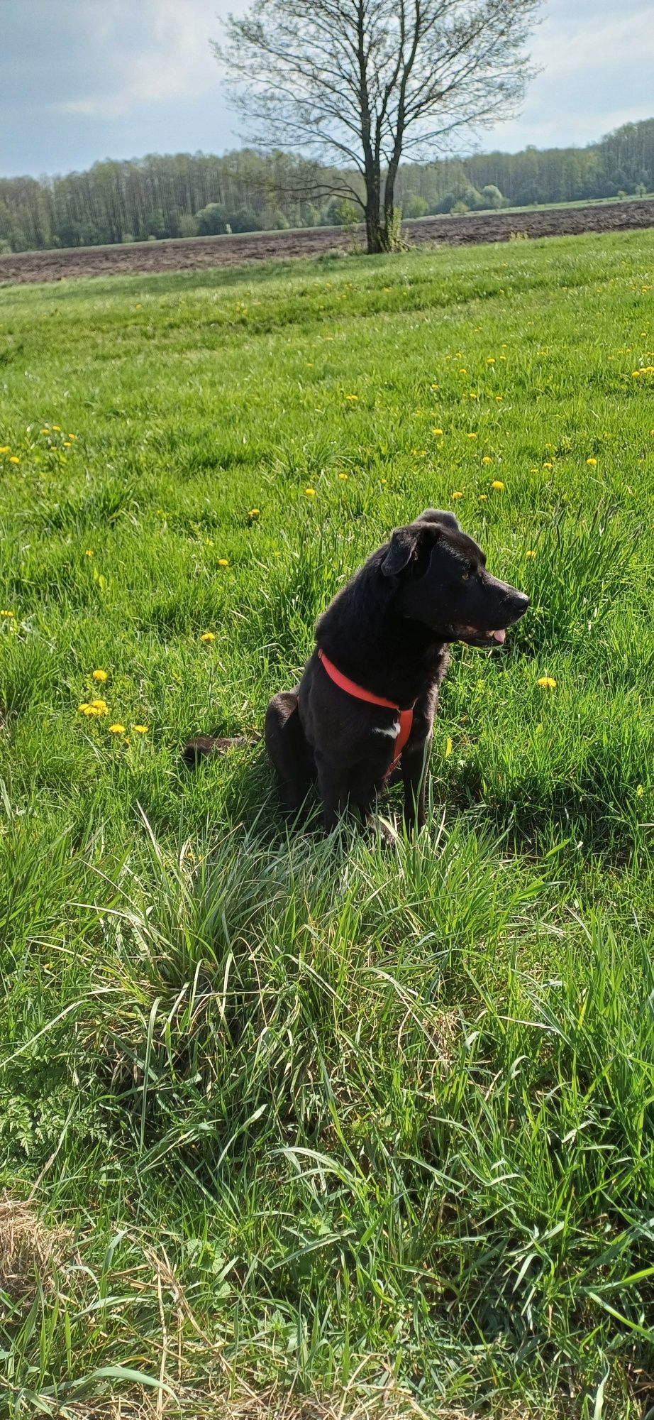 Sana w typie labradora do adopcji