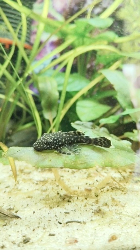 Ancistrus sp. Bebés