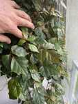 Циссус Cissus Alata
