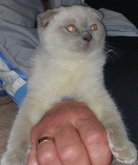 Красивая Шотландская вислоухая Девочка.