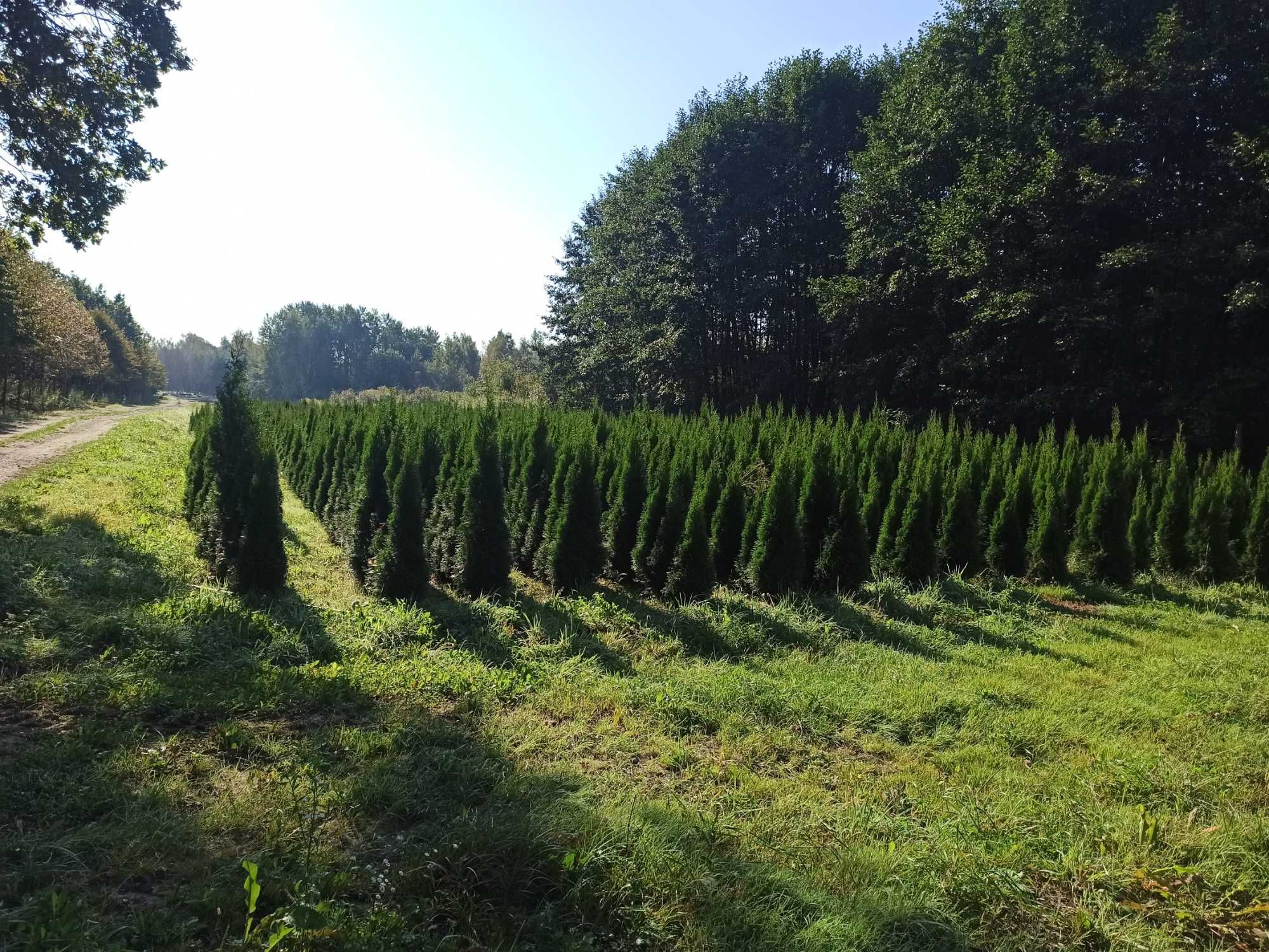 Tuja Szmaragd/brabant złote/kuliste