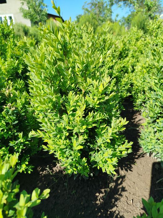 Продам самшит (буксус)