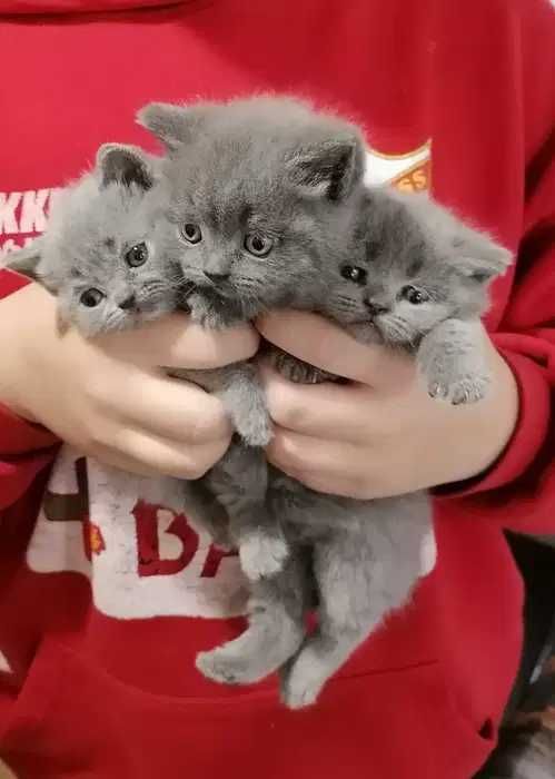 Шотландські кошенята