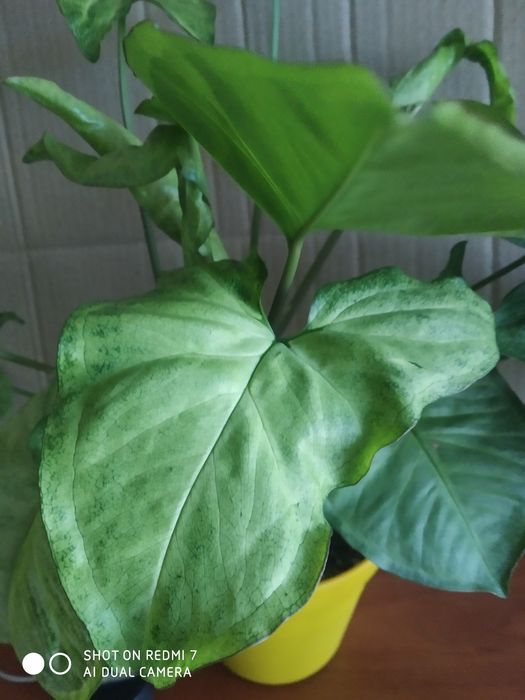 Комнатный цветок сигнониум Грея