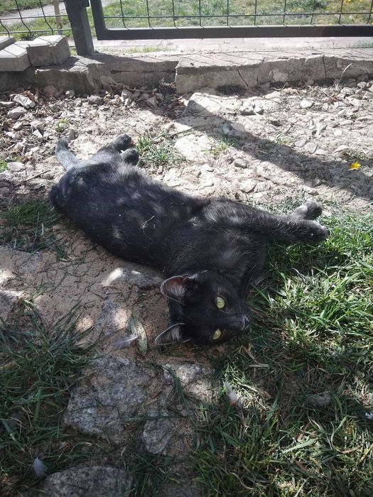 Cudny srebrny Dyzio szuka domu