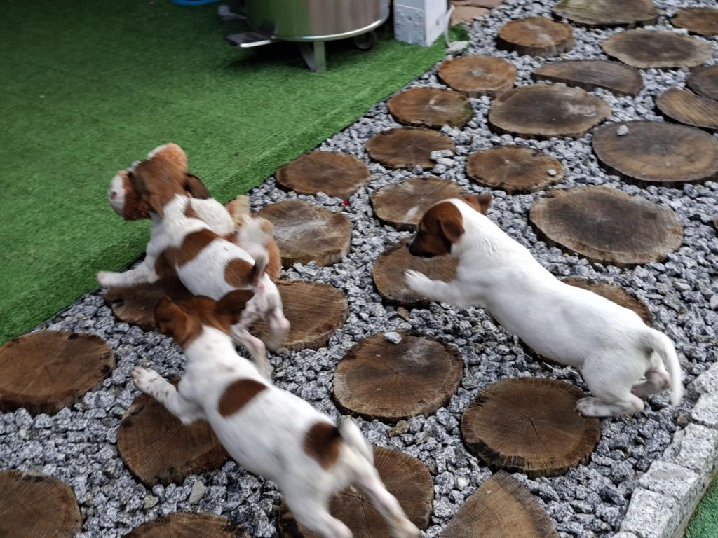Jack Russell terrier z metryką